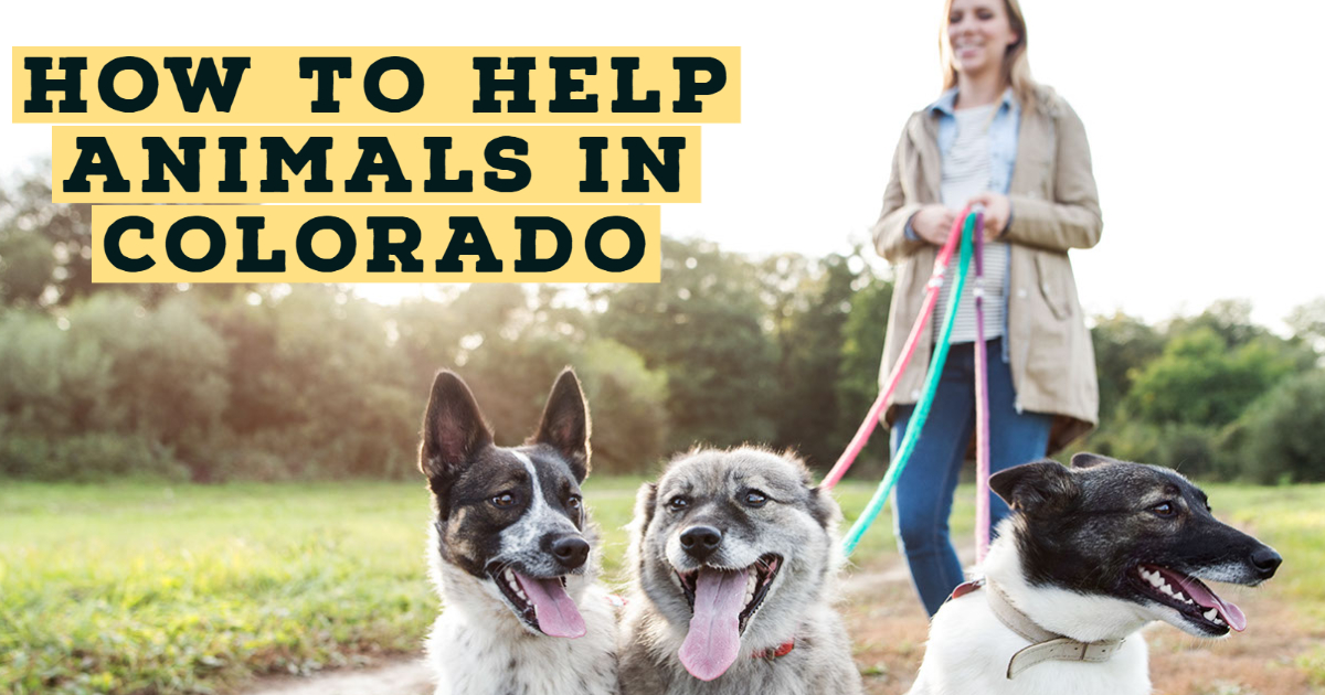 6 Ways To Help Animals In Colorado Home Town Colorado