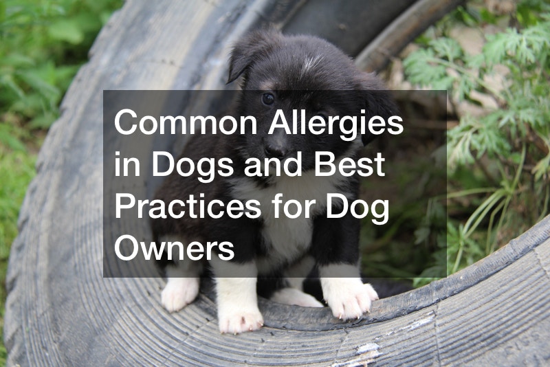 Common Allergies In Dogs And Best Practices For Dog Owners Home Town 